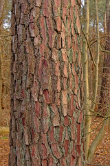closeup of a pine tree bark in the forest