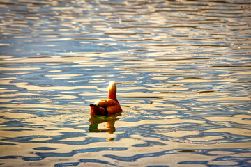 duck on the water