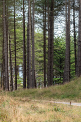 Pine tree forest on Llanddwyn beach on Anglesey Island in north Wales