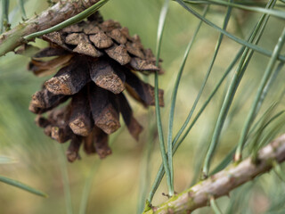 Fir cones on the branches. A bump on the branches of a tree.