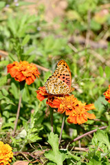 closeup the black closeup the black orange butterfly take the marigold flower juice and hold on flower with plant in the garden soft focus natural green brown background.