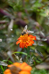 closeup the black brown honeybee take the marigold flower juice and hold on flower with plant in the garden over out o focus green brown background.