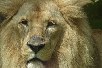 Lion regard