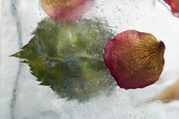 Rose petals frozen in ice. Flower petals and leaves with ice.