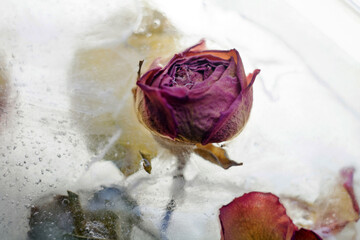 Rose frozen in ice. Ice flower.