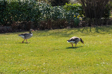 Obraz na płótnie Canvas two ducks on a meadow in spring