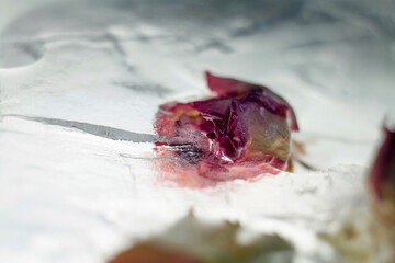 Rose frozen in ice. Ice flower.