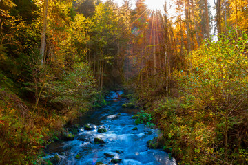 Schwarzwald Bach Wald