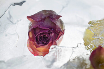 Rose frozen in ice. Ice flower.