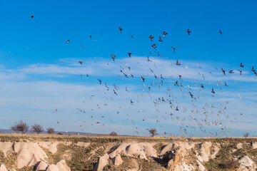 flying doves in capadoccia