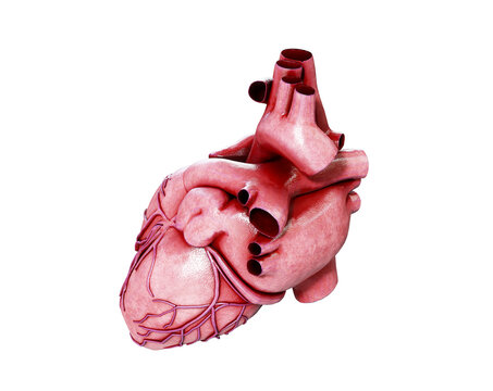 3d realistic Anatomy of Human Heart isolated on white, 3d render