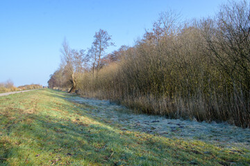 Wanderung am frühen Morgen um den Dümmer See bei Diepholz. Hier der Abschnitt zwischen Hüde und Lembruch. Es ist noch sehr kalt und Raureif ist auf dem Gras.