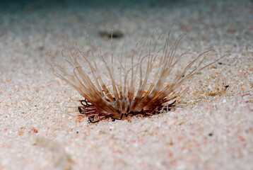 Anemone Cerianthus on soft bottom of Mediterranean Sea.