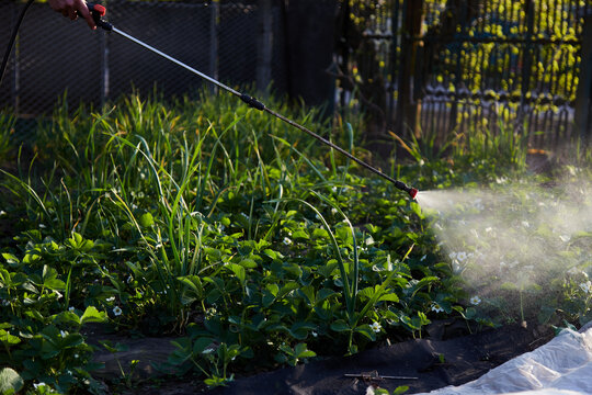Spraying in the garden. Watering strawberries. Spring works at sunset.
