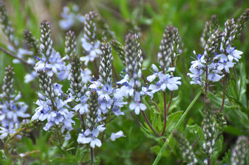 In the spring, the Veronica prostrata blooms among the herbs