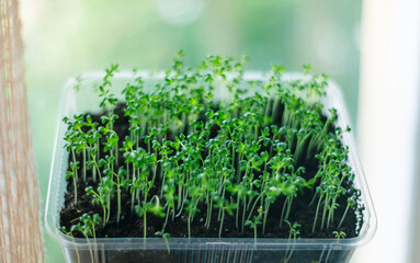 cress salad microgreen close-up, young sprouts of cressalat in the ground, vegetable garden on the windowsill, growing microgreen at home, greenery selective focus
