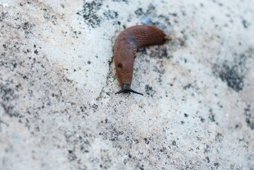 Brown slug crawls on white stone 