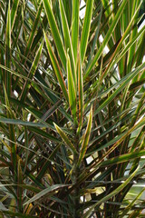 Dracaena Marginata in the nature. Dracaena marginata, commonly called red-edge dracaena, is an evergreen tree with stiff, ribbon-like red-margined green leaves and slim, curving stalks for trunks