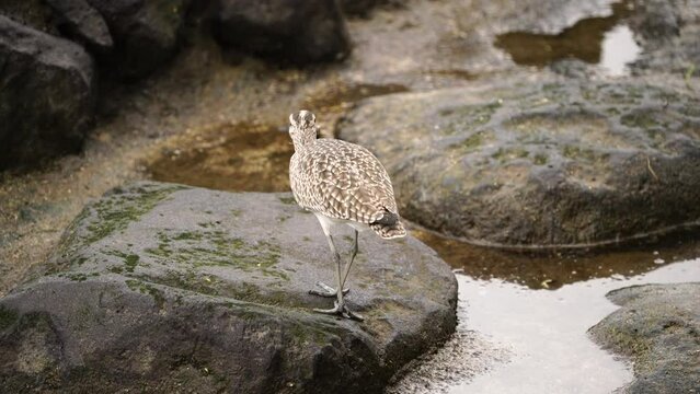 Whimbrel eating a crab in a tidal pool along the Galapagos Islands