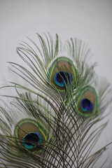 Fototapeta premium peacock feather close up