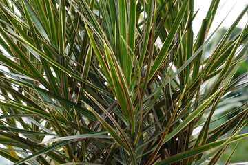 Dracaena Marginata in the nature. Dracaena marginata, commonly called red-edge dracaena, is an evergreen tree with stiff, ribbon-like red-margined green leaves and slim, curving stalks for trunks