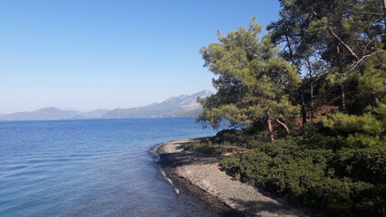 Fototapeta premium Sea sandy shore with green pine trees against the blue sky. View of the Aegean Sea on a summer day. Beautiful expanse of water.