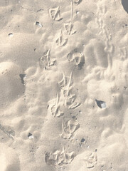 Seagull Footprints in the Sand