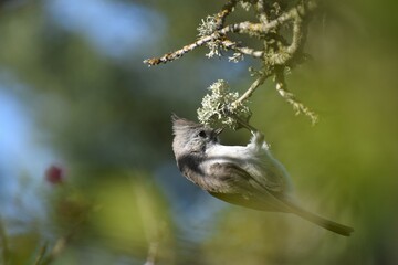 Little bird catches a bug while clinging to a twig 