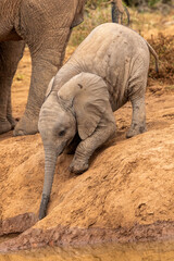 Fototapeta na wymiar Cute elephant calf trying to drink water, Addo Elephant National Park