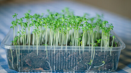 cress salad microgreen close-up, young sprouts of cressalat in the ground, vegetable garden on the windowsill, growing microgreen at home, greenery selective focus