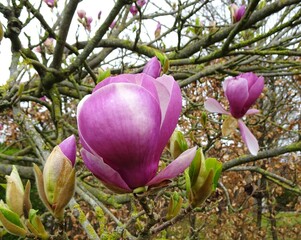 Magnolia flower in bloom , Magnolia tree in close up.