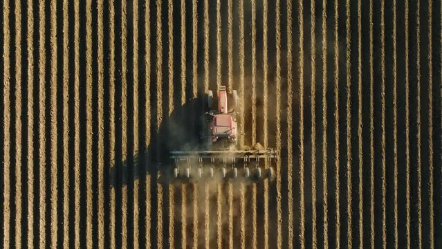 Drone footage of industrial tractor harvesting within agricultural field as seen from above. A combine harvests crops of the wheat field. High quality 4k footage