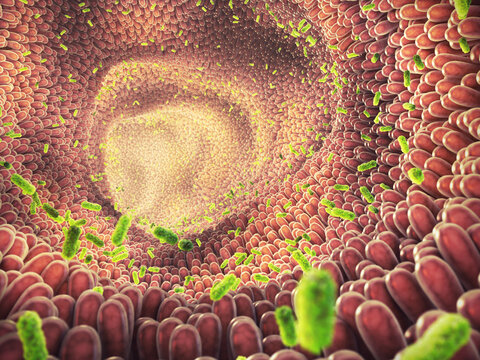 Intestinal bacteria illustration. Gut microbiome helps control intestinal digestion and the immune system. Probiotics are beneficial bacteria used to help the growth of healthy gut flora