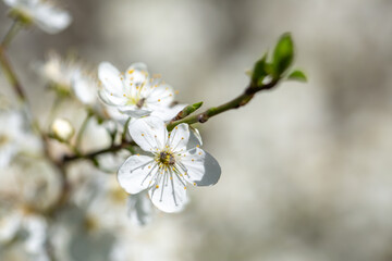 White flowers bloom in the trees. Spring landscape with blooming sakura tree. Beautiful blooming garden on a sunny day. Copy space for text.