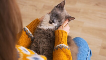 In the hands of a woman, a beautiful gray cat with yellow eyes gladly accepts the caresses of its...