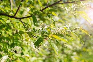 Background of spring flowering Padus. Beautiful nature scene with blossoming tree and sun flare. Sunny day. Spring flowers. Abstract blurred background. Spring, copy space
