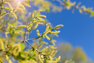 Spring blossom background. Beautiful nature scene with blooming tree and sun flare. Sunny day. Spring flowers. Abstract blurred background. Springtime, copy space