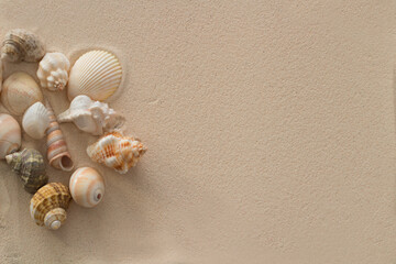 Conchas de mar y arena de playa