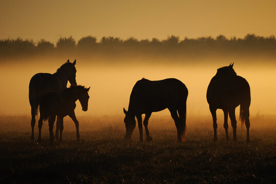 A herd of horses from mares with foals walks in a field against the backdrop of fog at dawn