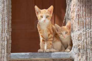 Two cute young cat kittens, red tabby, a bonded pair of siblings sitting side by side on a step at a house entrance and looking curiously, Greece