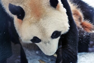 panda in the snow