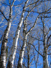 Poplar trees in contrast to the blue sky in the background