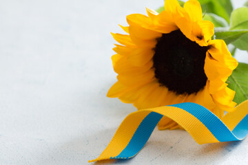 Sunflower and blue-yellow ribbon, symbol of Ukraine concept 