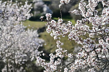 Almendros en flor