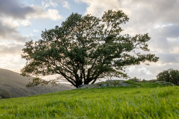 Fototapeta na wymiar Tree in the Middle of a Green Field, County Kerry