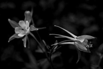 Delicate Columbine Blooms in Monochrome