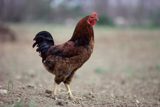 Side profile of a rooster