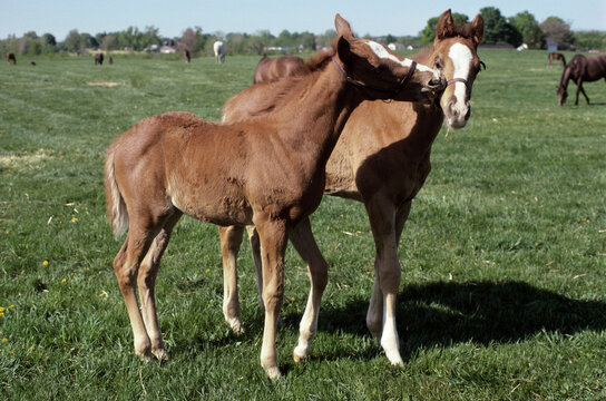Two horses in a field, Cotswald Farm, Claverack, New York, USA