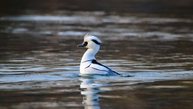 A smew showing off
