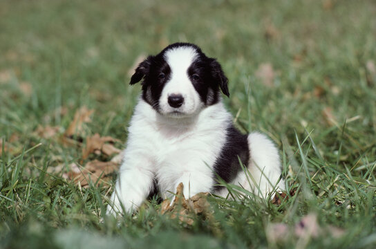 Puppy dog sitting on a lawn